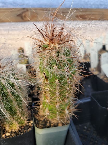 Oreocereus sp.