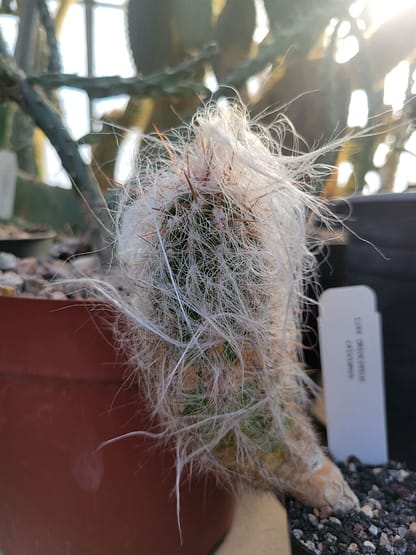 Oreocereus celsianus (see description)