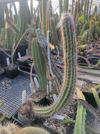 Oreocereus doelzianus (MSN 73)