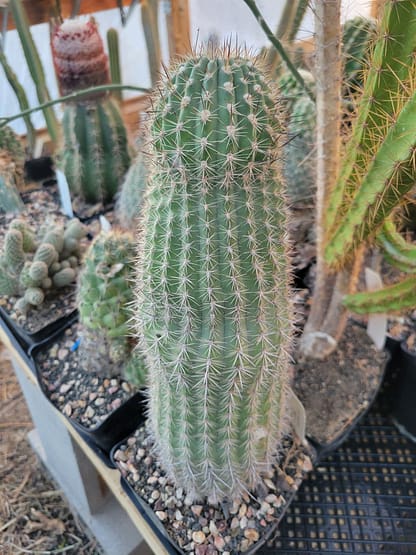Oreocereus hempelianus (KK 1203)