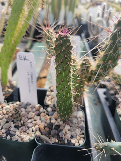 Consolea corallicola (with locality?) (fragile) (see description)
