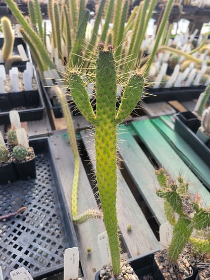 Consolea corallicola (with locality?) (fragile) (see description)