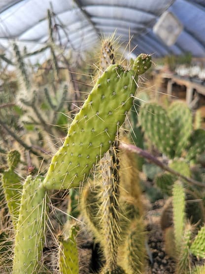 Consolea corallicola (with locality?) (see description)