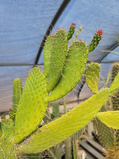 Consolea corallicola (with locality?) (see description)