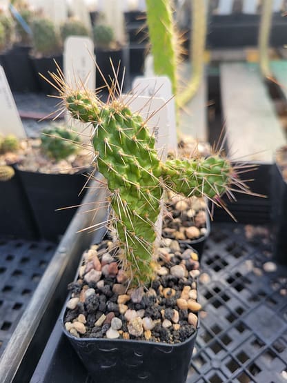 Consolea moniliformis (fragile)