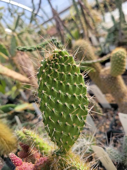 Consolea moniliformis