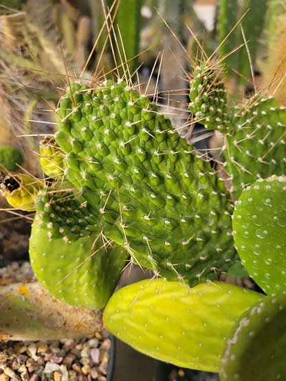 Consolea moniliformis