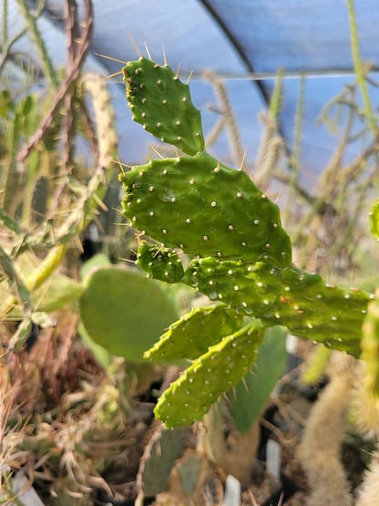 Consolea picardae