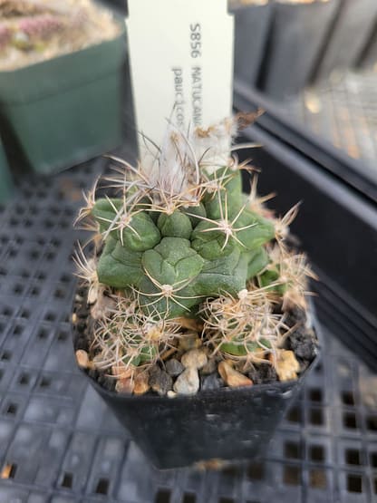 Matucana paucicostata (with locality)