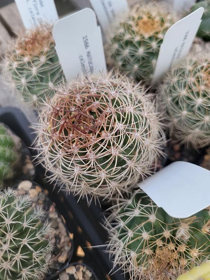 Matucana intertexta var. celendinensis (KK 1039)