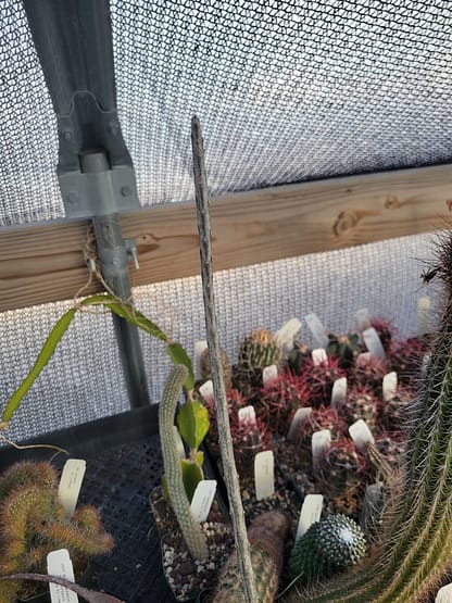 Acanthocereus (Peniocereus) rosei (fragile)