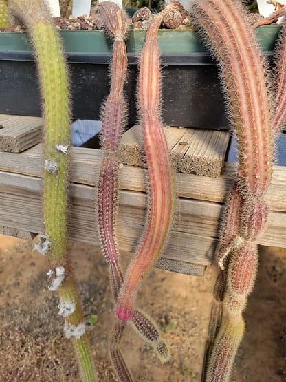 Acanthocereus (Peniocereus) oaxacensis (fragile)