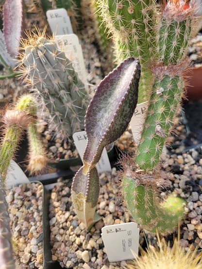 Acanthocereus (Peniocereus) tepalcatepecanus