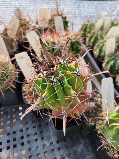 Ferocactus herrerae