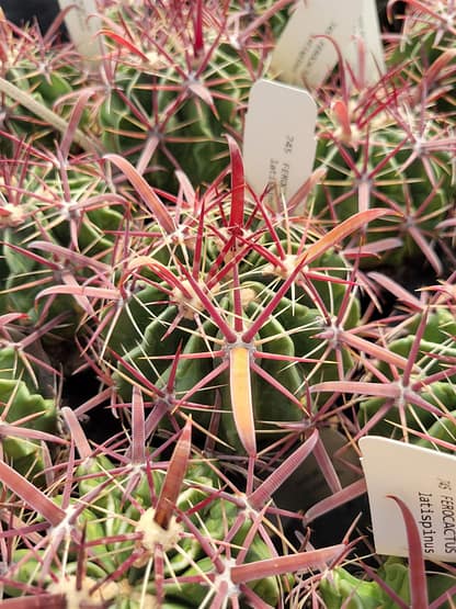 Ferocactus latispinus
