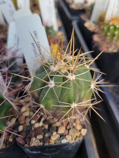 Ferocactus cf. pottsii