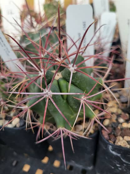Ferocactus sp.