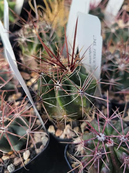 Ferocactus robustus (with locality)