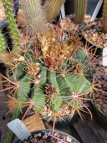 Ferocactus sp.
