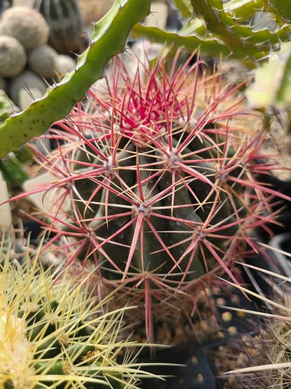 Ferocactus tiburonensis