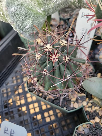 Ferocactus wislizeni ssp. ajoensis x acanthodes (with locality)