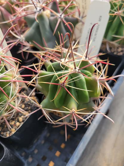 Ferocactus wislizeni