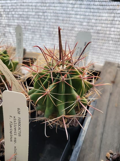 Ferocactus wislizeni