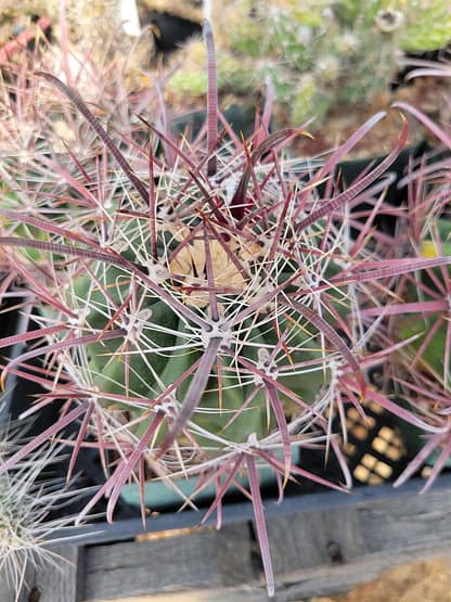 Ferocactus wislizeni