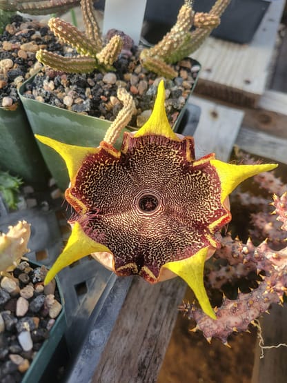 Edithcolea grandis (with locality)