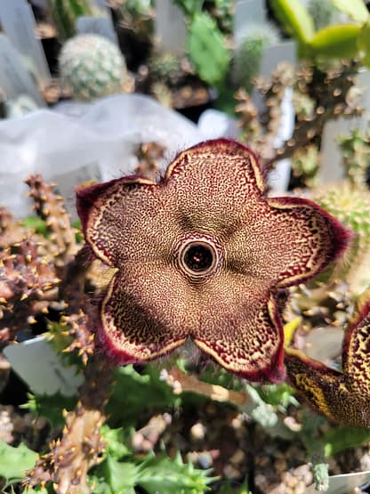 Edithcolea grandis (with locality)