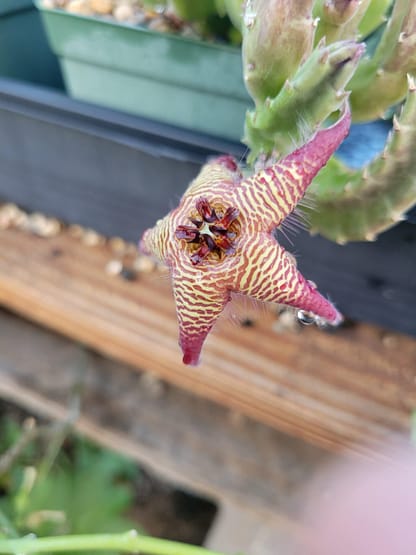 Stapelia cf. cedrimontana