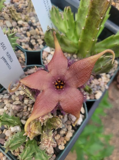 Stapelia schinzii var. angolensis (PVB 7999)