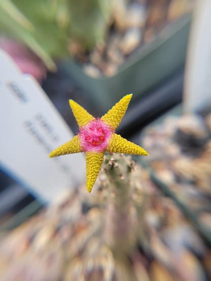 Stapelia flavopurpurea (L&P 17816)