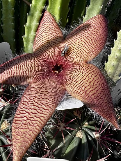 Stapelia grandiflora x sp.