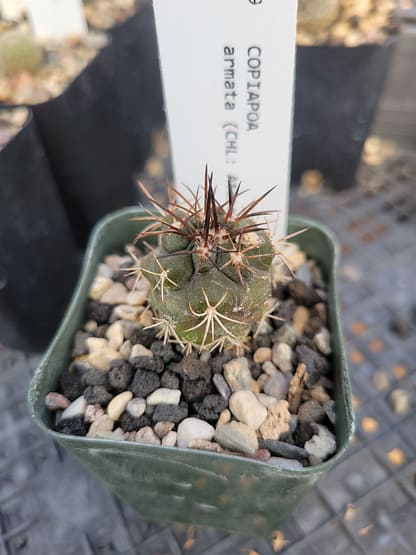 Copiapoa armata (with locality)