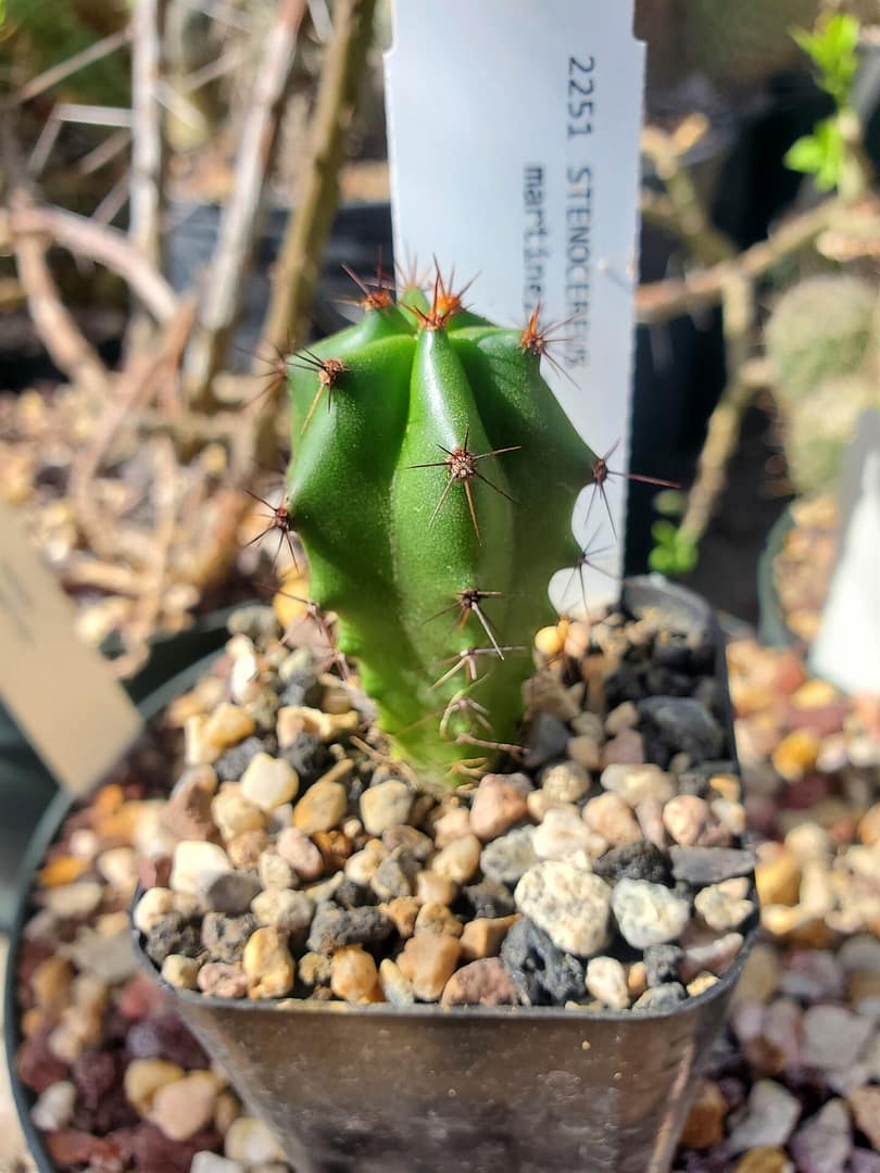 Stenocereus martinezii (with locality) – Prickly Prospects Cactus Nursery