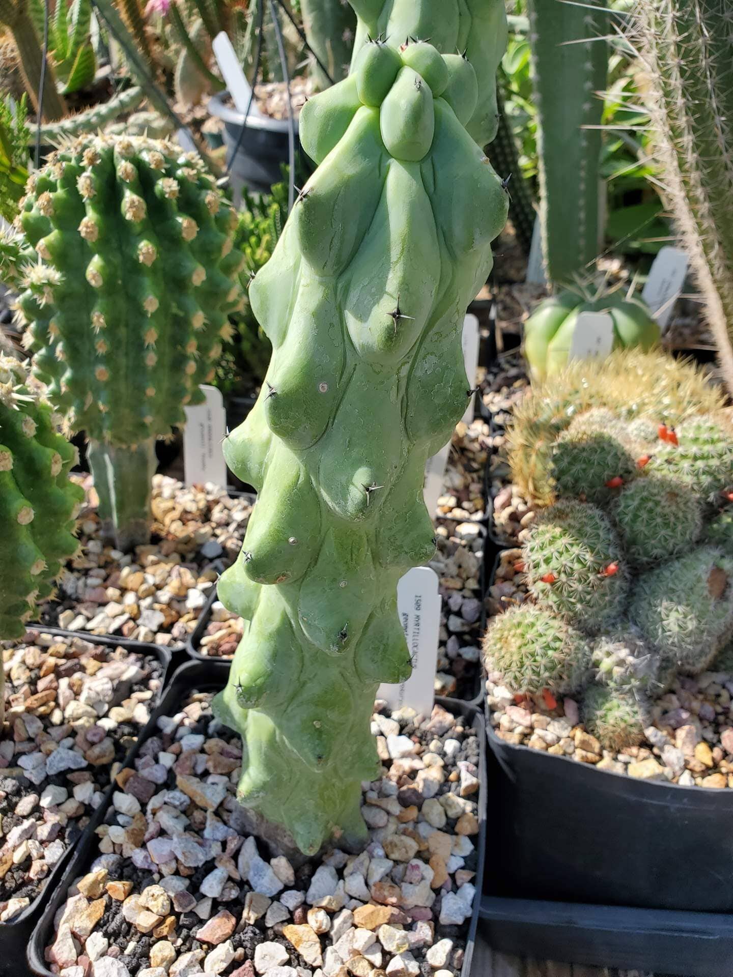 Myrtillocactus geometrizans 'Fukurokuryuzinboku