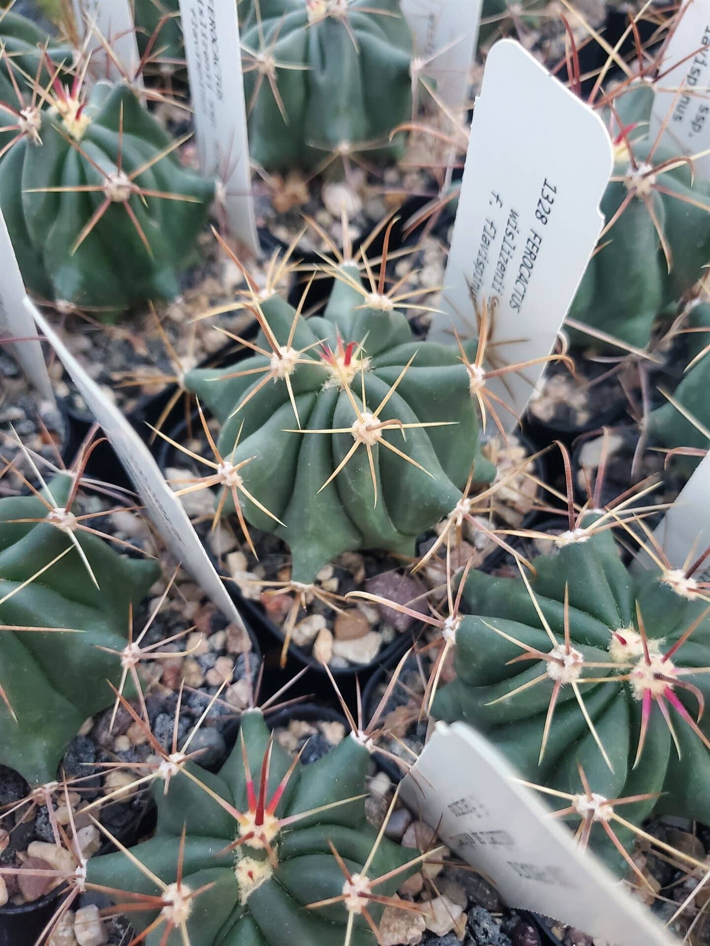 Ferocactus wislizenii ssp. wislizenii – Prickly Prospects Cactus Nursery